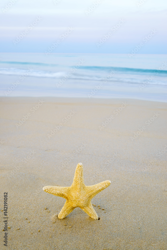 Starfish on the beach on a sunny day Starfish on the beach on a sunny day
