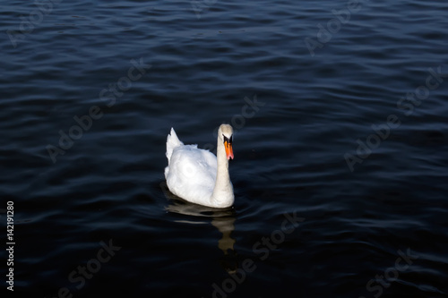 White swan in the foggy lake at the dawn. Morning lights. Romantic background. Beautiful swan. Cygnus. Romance of white swan with clear beautiful landscape.