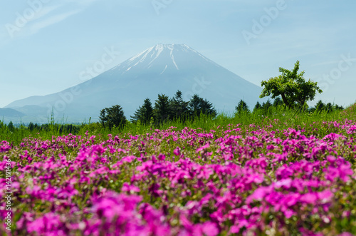 Fototapeta Naklejka Na Ścianę i Meble -  Mount fuji and pink moss in may at japan ,selective focus blur foreground