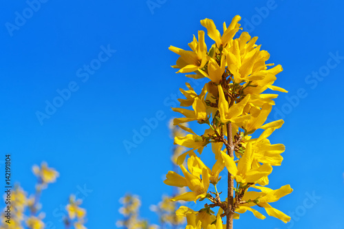 Signs of spring forsythia in the blue sky © wajan