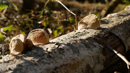 Mushrooms on the birch tree / Piptoporus betulinus photo