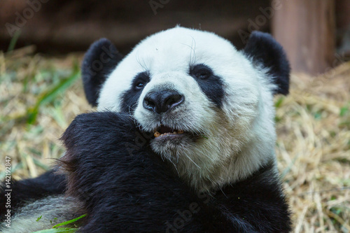 Fototapeta Naklejka Na Ścianę i Meble -  Panda