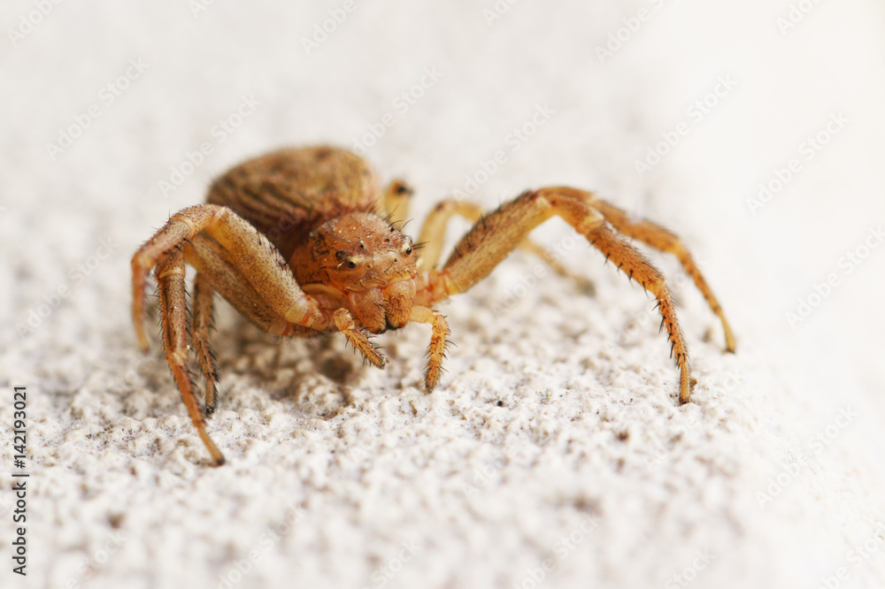 Araignée crabe commune jaune-beige sur un mur.