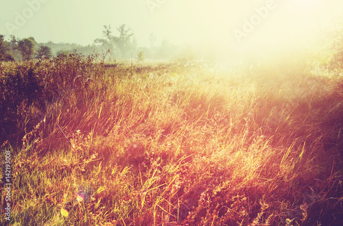 Sunny meadow © Galyna Andrushko