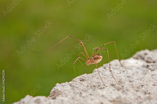 Araignée faucheur, faucheux, faucheuse, arachnide opilion sur un mur de pierre.