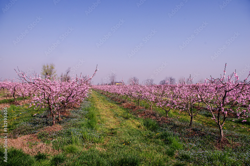 campi di alberi da frutto nel periodo primaverile campi di alberi da frutto nel periodo primaverile