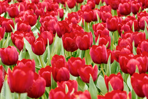 Tulips garden