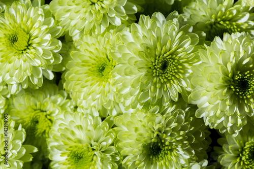 A bouquet of colorful green chrysanthemum. Close up