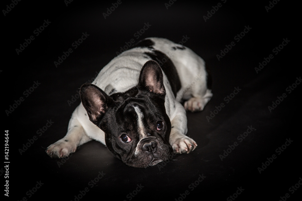 Französische Bulldogge