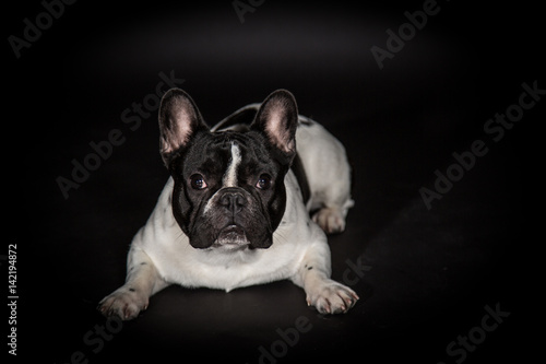 Französische Bulldogge © Sebastian