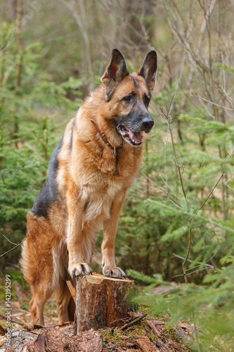 German Shepherd dog posing in a forest standing on a stump, spring