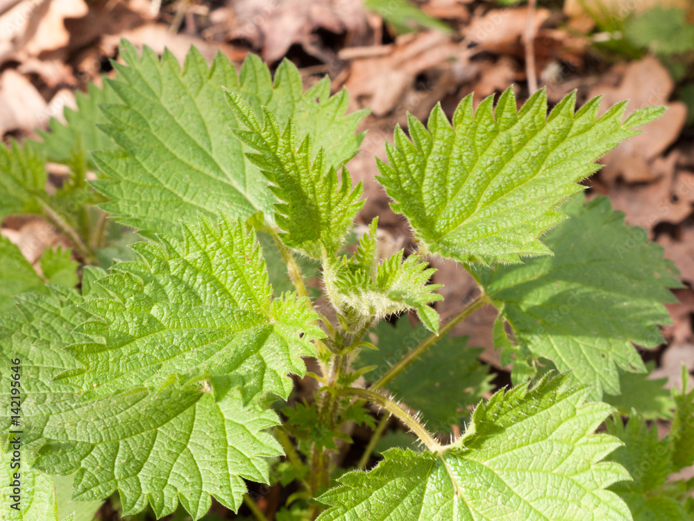 Stinging Nettles Lying on the Floor in Spring Stinging Nettles Lying on the Floor in Spring