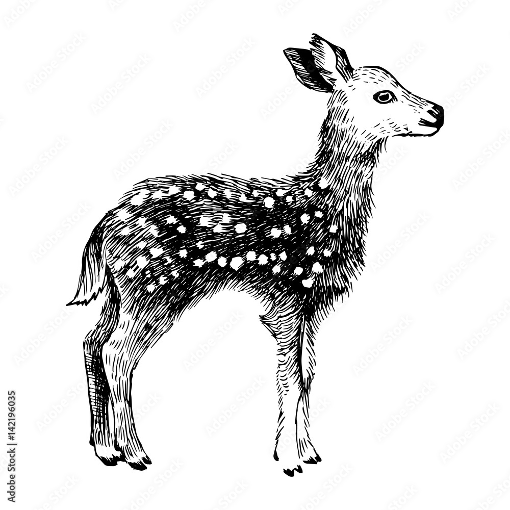 Fototapeta premium Hand drawn baby deer in vintage style