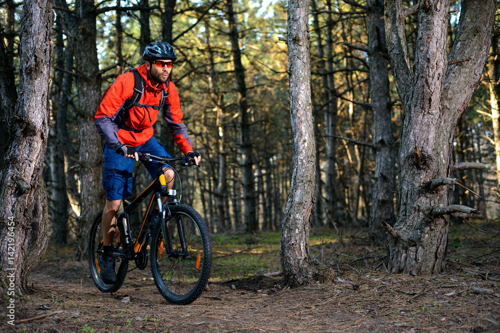 Cyclist Riding the Bike on the Trail in Beautiful Pine Forest. Healthy Lifestyle and Sport Concept. Cyclist Riding the Bike on the Trail in Beautiful Pine Forest. Healthy Lifestyle and Sport Concept.
