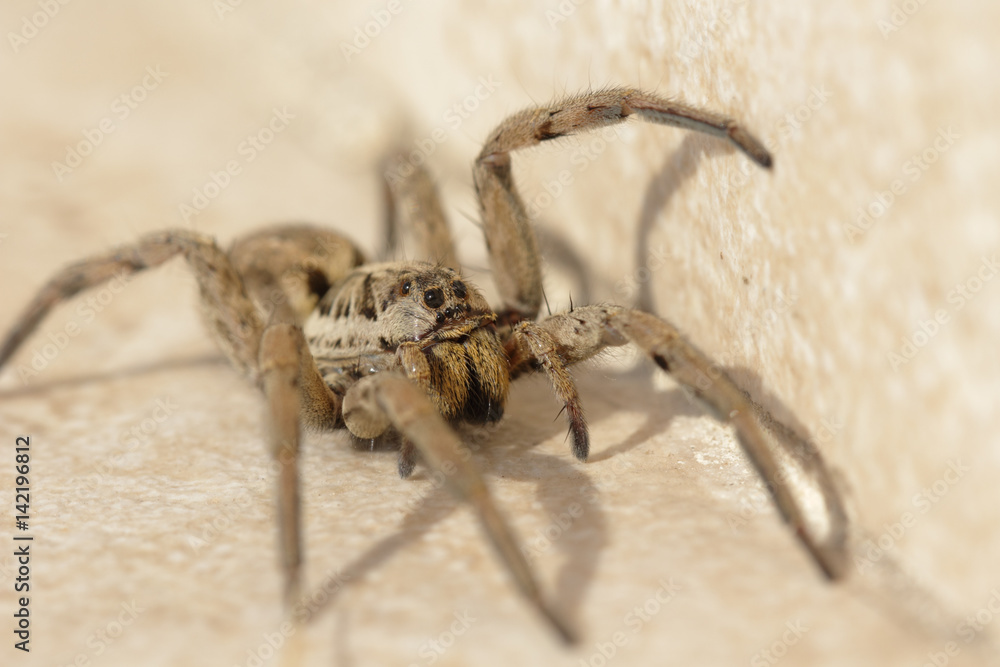 Grosse araignée venimeuse, Tarentule d'Occitanie. Grosse araignée venimeuse, Tarentule d'Occitanie.