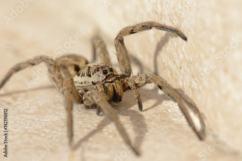 Grosse araignée venimeuse, Tarentule d'Occitanie.