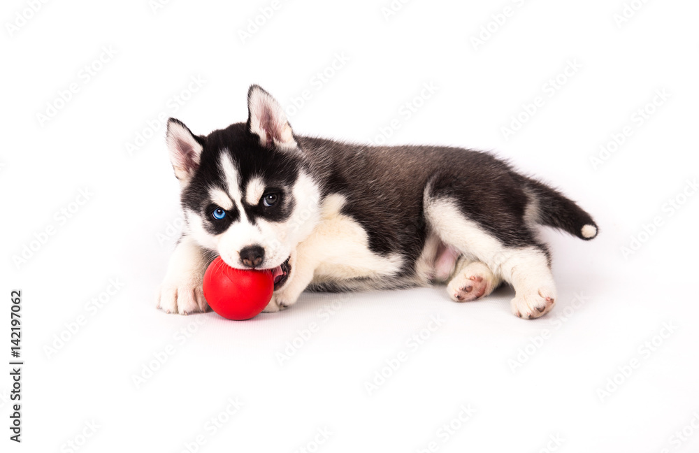 Siberian husky playing with a ball.