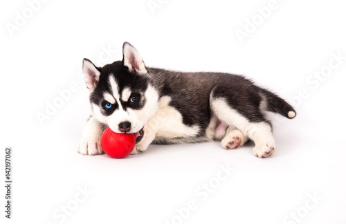 Siberian husky playing with a ball.