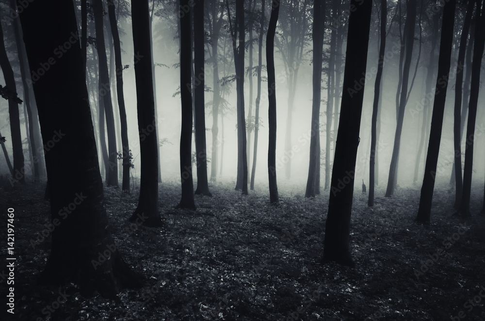 dark forest background, Halloween scary atmosphere
