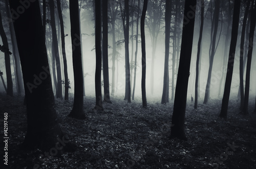 dark forest background  Halloween scary atmosphere