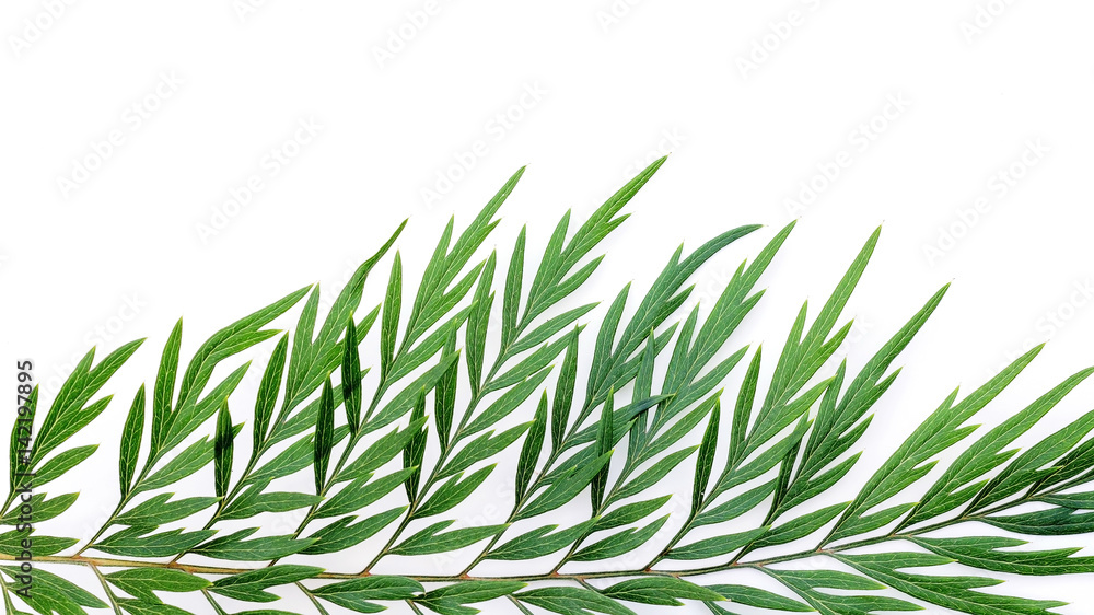 silver oak leaves on white background. silver oak leaves on white background.