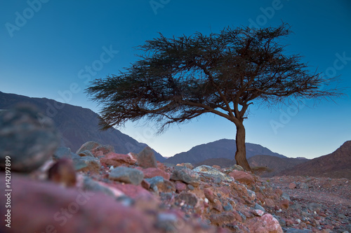 Wakacje w Egipcie. Samotne drzewo na tle skał
