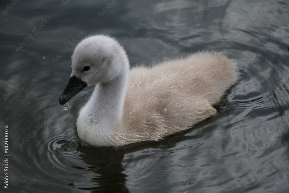 Floating Swan chick on Serpentine lake in Hyde Park London, United Kingdom Floating Swan chick on Serpentine lake in Hyde Park London, United Kingdom