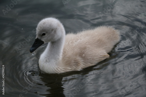 Floating Swan chick on Serpentine lake in Hyde Park London, United Kingdom 