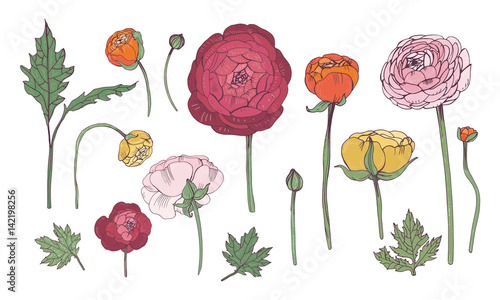 Fotografie, Obraz Hand drawn colorful floral elements set