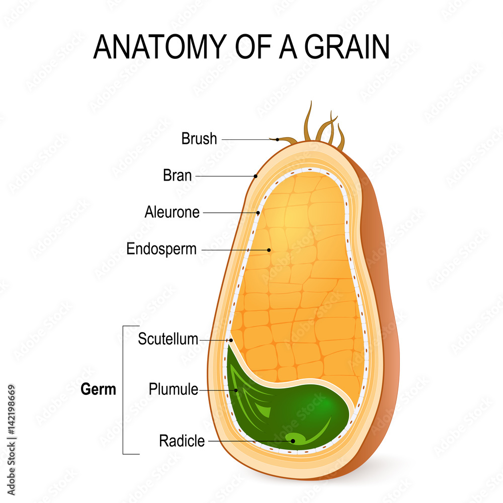 Что находится внутри зерна Anatomy of a grain. inside the seed. Векторный объект Stock Adobe Stock
