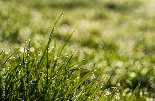 Fresh green grass covered with disperse water drops lit by morning sunlight creating nokeh effect photo