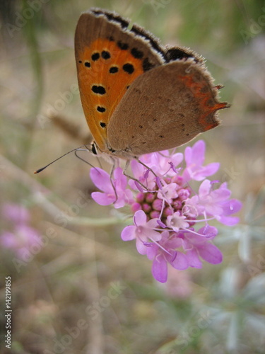 Butterfly on the wildflower