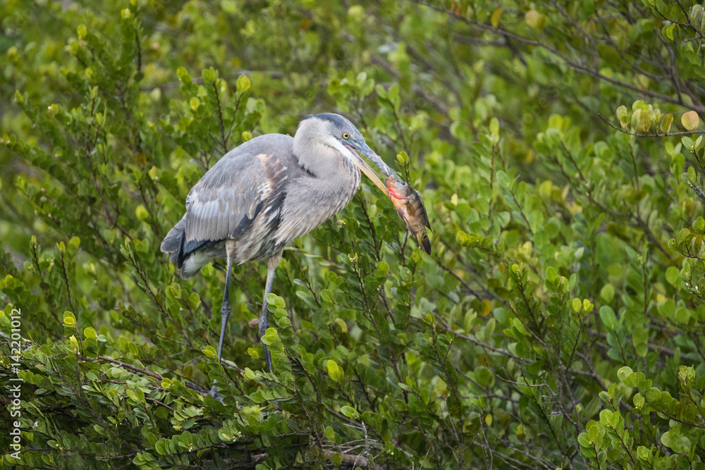 Fototapeta premium Great blue heron with fish catch