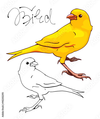 Yellow Canary