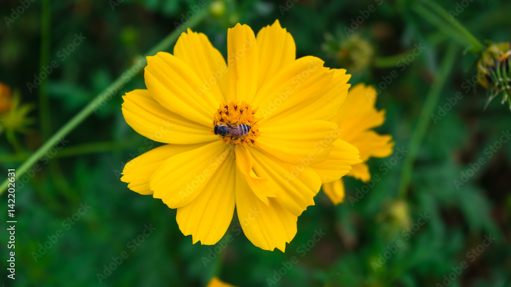 Close up yellow Cosmos flower with a bee at the center of pollen Close up yellow Cosmos flower with a bee at the center of pollen