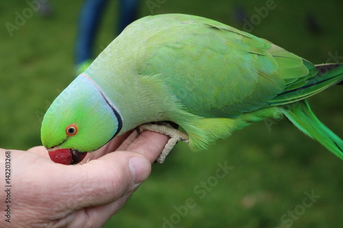 Wild male Rose-ringed Parakeet eating in Hyde Park in London, United Kingdom 