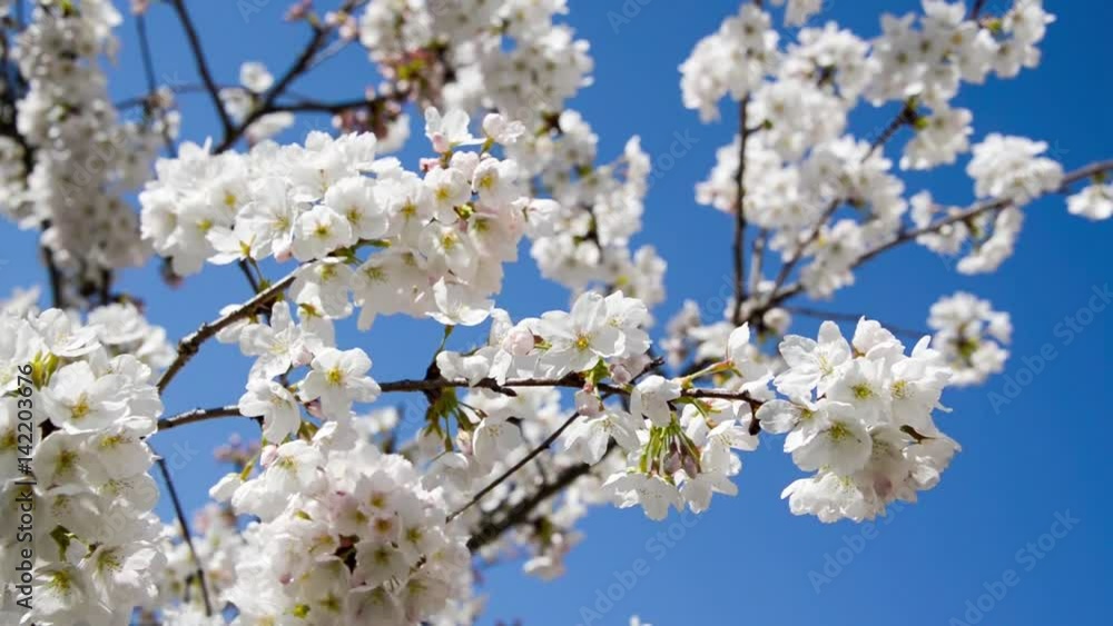 Seamless loop, Cherry blossom with bees, blue sky background, springtime concept, HD video Seamless loop, Cherry blossom with bees, blue sky background, springtime concept, HD video