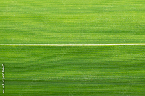 Лист растения бамбук макро