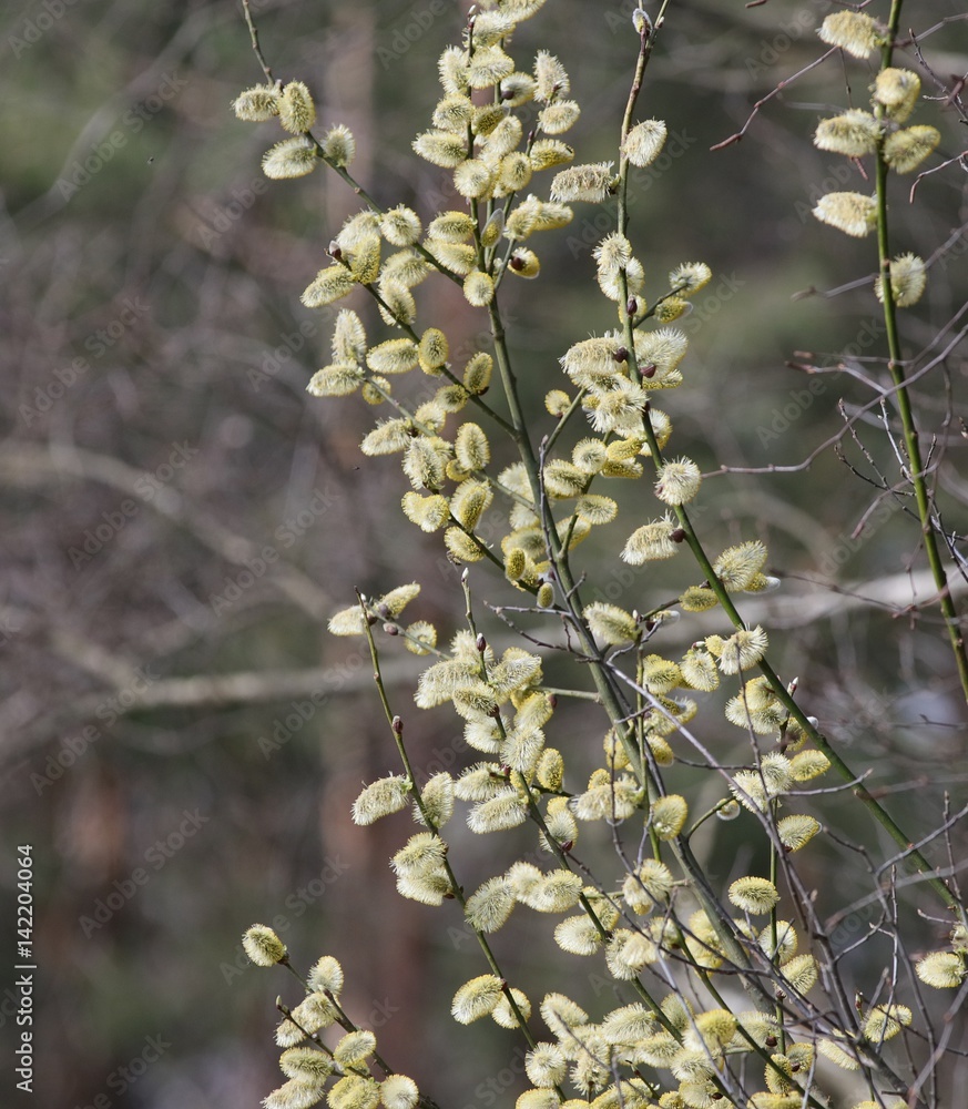 Fototapeta premium Bazie