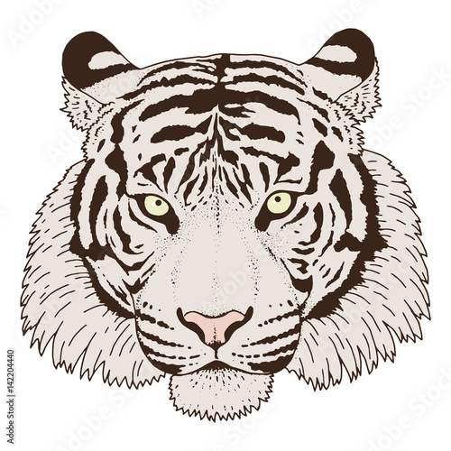 Fototapeta Naklejka Na Ścianę i Meble -  Tiger Head Illustration Vector