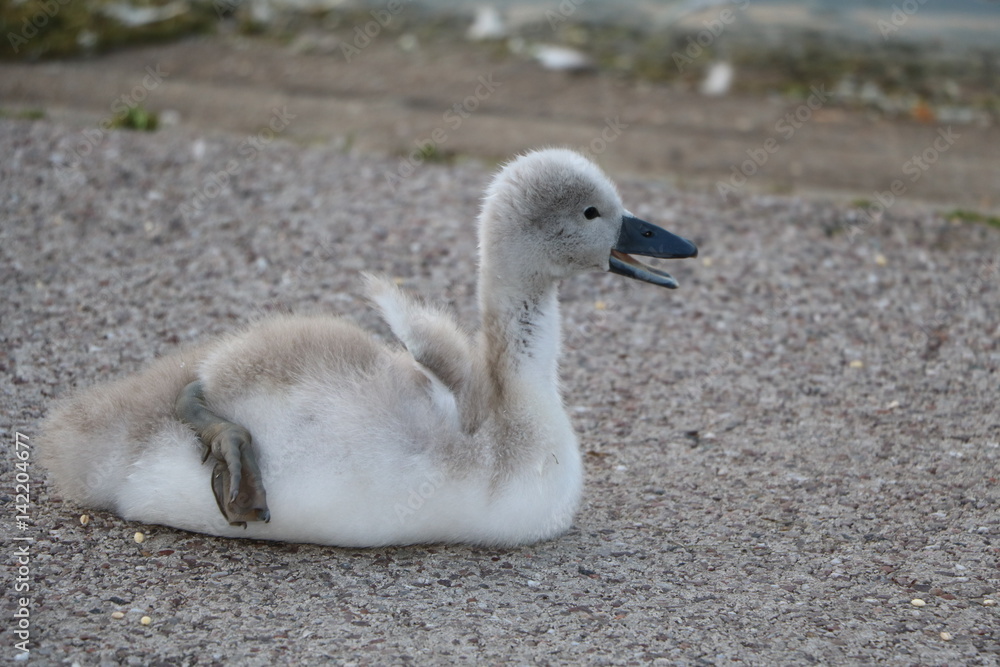 Crying swan chick on Serpentine lake in Hyde Park London, United Kingdom 