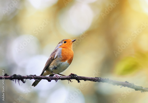  bird is a Robin standing on branch on a Sunny spring day