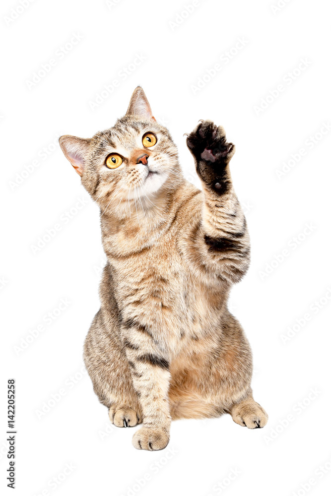 Fototapeta premium Playful curious cat Scottish Straight isolated on white background