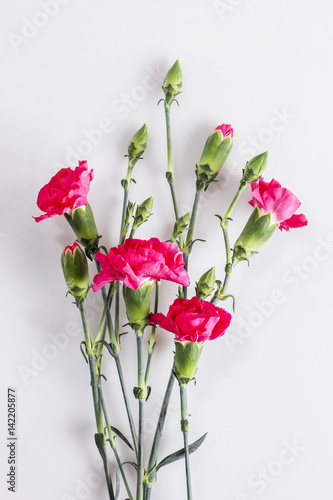 Pink carnations and buds on a white background