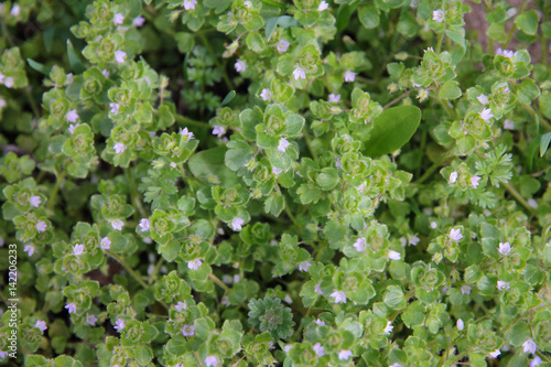 texture consists of small lilac flowers and leaves