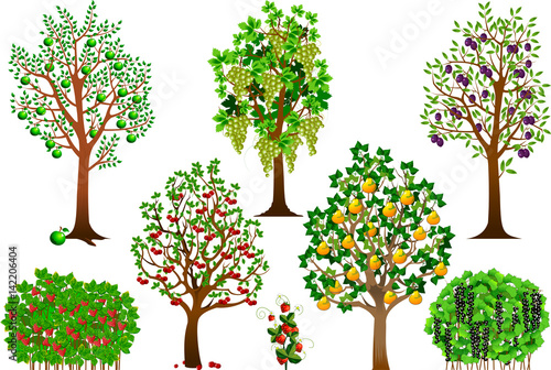 Trees and shrubs