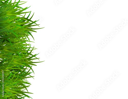 Green grass isolated on white background with space for text.