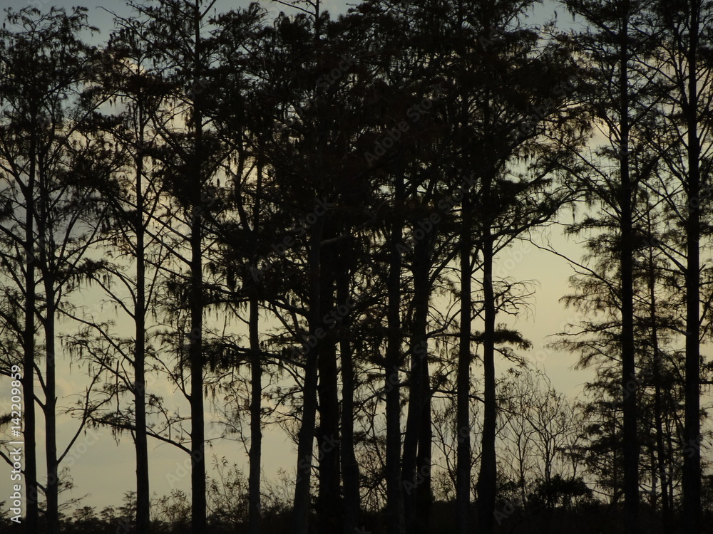 silhouette of trees in swamp at sunset silhouette of trees in swamp at sunset