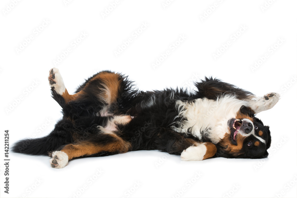 Hund liegt am Rücken – Stock-Foto | Adobe Stock