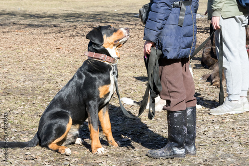 Fototapeta Naklejka Na Ścianę i Meble -  bernese mountain dog sitting in front of its owner during the dog obedience outdoor training